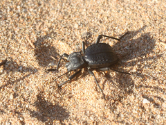 Tenebrionidae