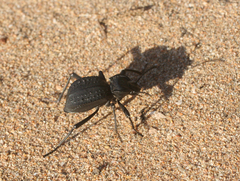 Tenebrionidae