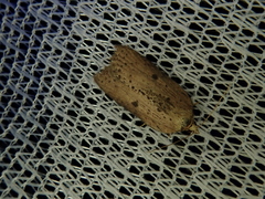 Acleris albiscapulana