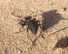 Tenebrionidae