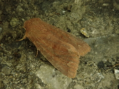 Orthosia odiosa
