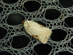 Acleris takeuchii