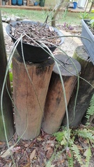 Acanthostachys strobilacea