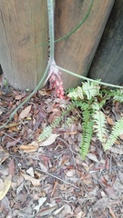 Acanthostachys strobilacea