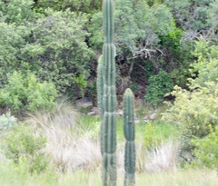 Cereus jamacaru