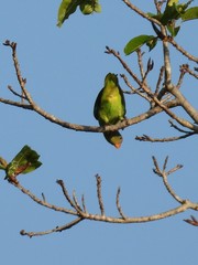 Geoffroyus geoffroyi