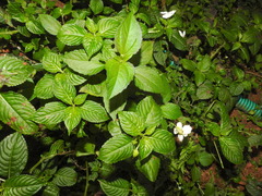 Impatiens flaccida
