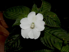 Impatiens flaccida