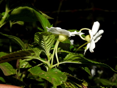 Impatiens flaccida
