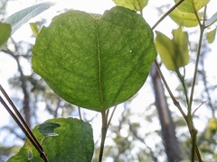 Eucalyptus brookeriana