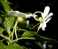 Impatiens flaccida