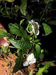 Impatiens flaccida