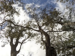 Eucalyptus brookeriana