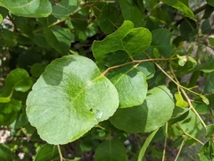 Eucalyptus brookeriana