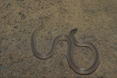 Achalinus formosanus