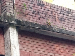 Dinopium benghalense