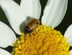 Cryptocephalus rugicollis