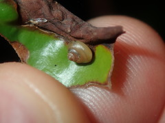 Coneuplecta calculosa