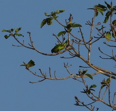 Geoffroyus geoffroyi