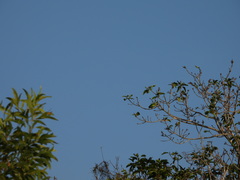 Geoffroyus geoffroyi