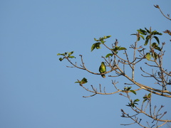 Geoffroyus geoffroyi