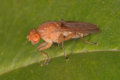 Suillia quinquepunctata