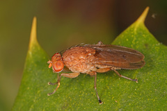 Suillia quinquepunctata