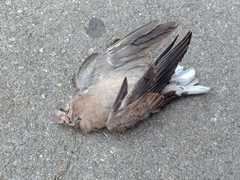 Streptopelia tranquebarica