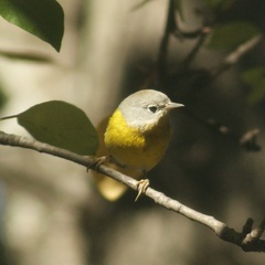 Leiothlypis ruficapilla