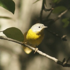 Leiothlypis ruficapilla