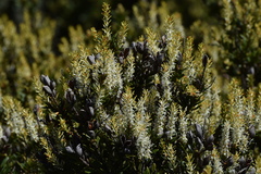Orites lancifolius