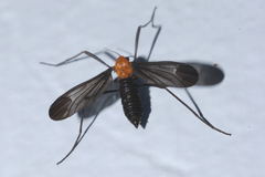 Eugnophomyia