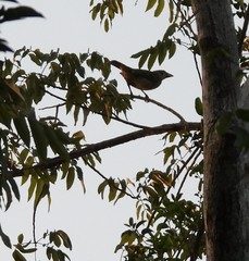 Ailuroedus melanotis