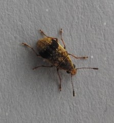 Cacephatus huttoni