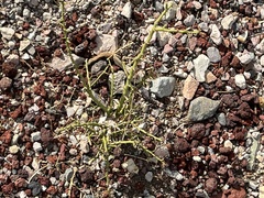 Parkinsonia microphylla
