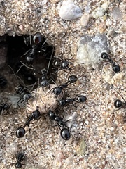 Veromessor pergandei