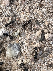 Veromessor pergandei