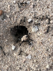 Veromessor pergandei