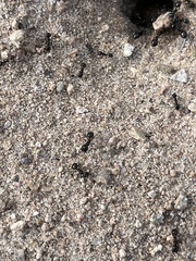 Veromessor pergandei