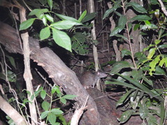 Uromys caudimaculatus