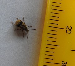 Cacephatus huttoni