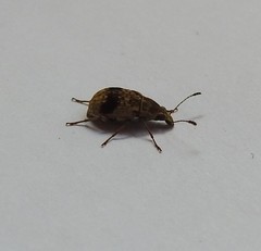 Cacephatus huttoni