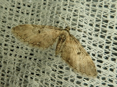 Eupithecia proterva
