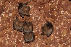 Megaderma spasma