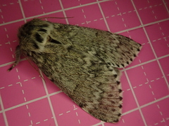 Eriodonta amagisana