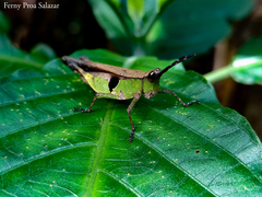 Xiphiola cyanoptera