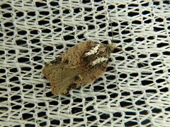 Acleris cristana