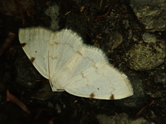 Lomographa bimaculata
