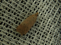 Dichomeris atomogypsa