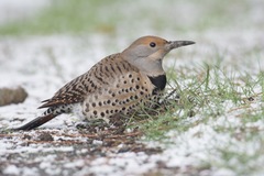 Northern Flicker photo 5
